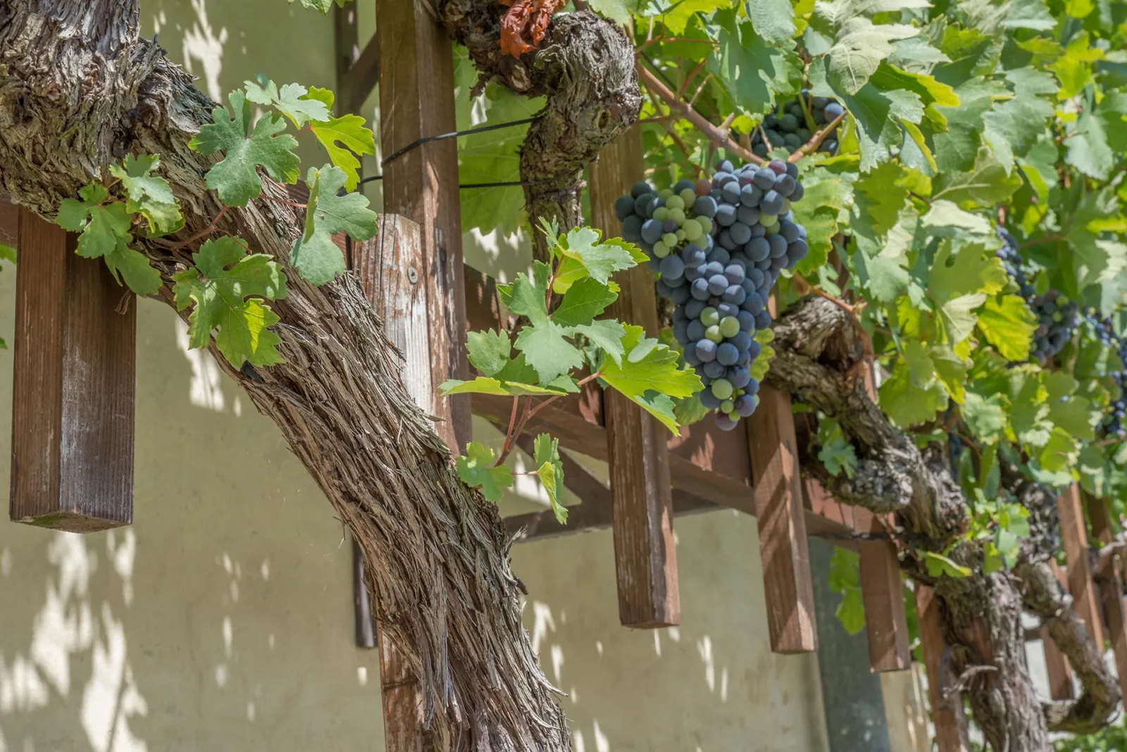 Maribor, Zice and the Region's Vineyards